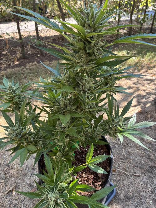 Auto Strains 2026. Week 10