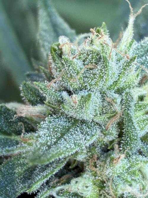 Auto Strains 2026. Week 10