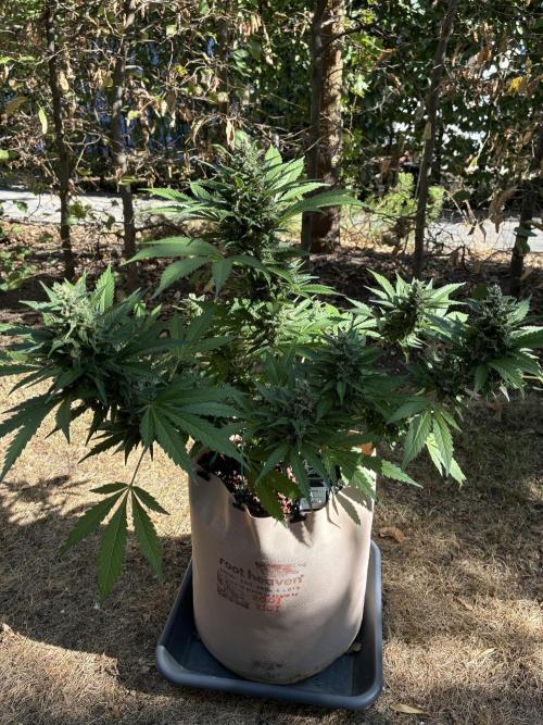Auto Strains 2026. Week 10