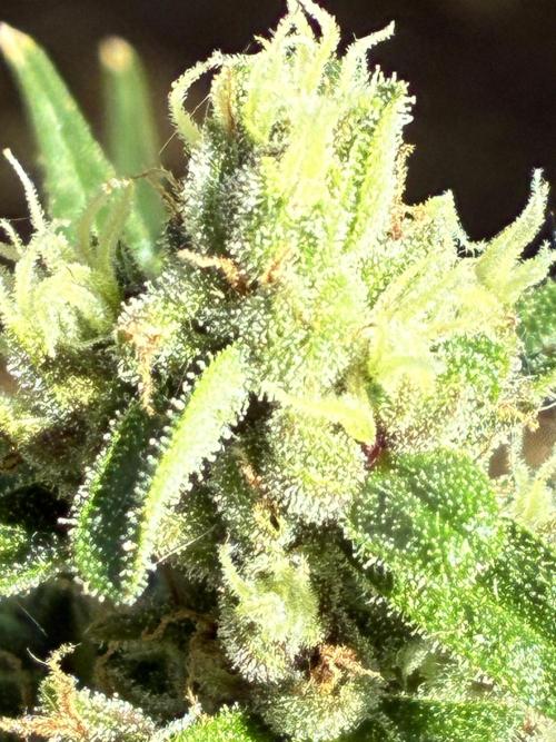 Auto Strains 2026. Week 10
