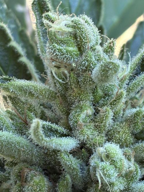 Auto Strains 2026. Week 10