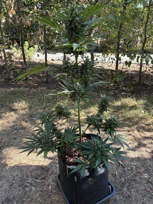 Auto Strains 2026. Week 10