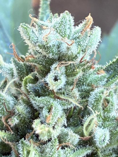 Auto Strains 2026. Week 10
