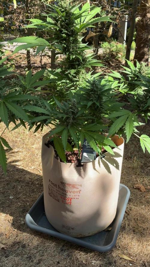Auto Strains 2026
