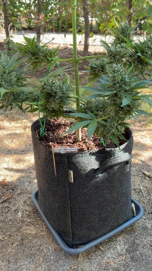 Auto Strains 2026