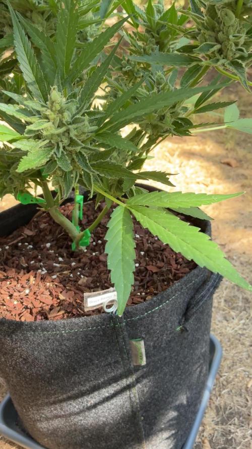 Auto Strains 2026