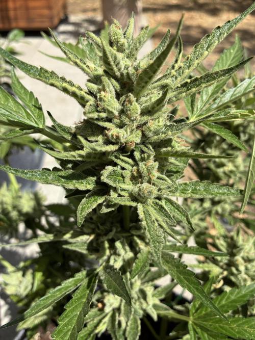 Black Orchid Auto (CCG - Sensible Seeds). Week 11