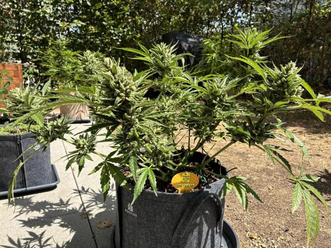Black Orchid Auto (CCG - Sensible Seeds). Week 11