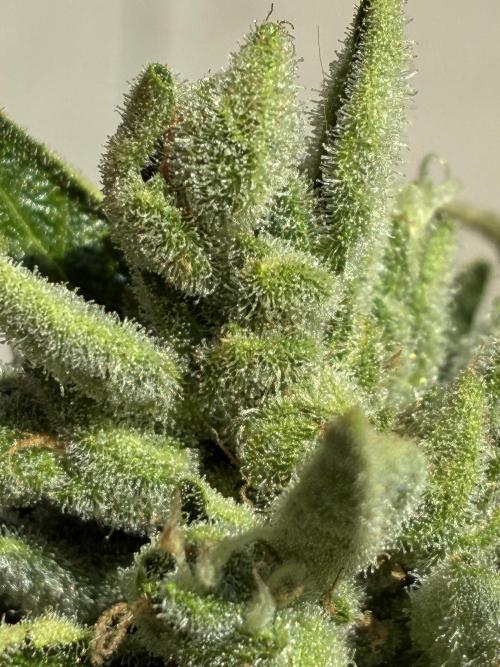 Black Orchid Auto (CCG - Sensible Seeds). Week 11