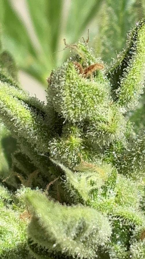 Black Orchid Auto (CCG - Sensible Seeds)