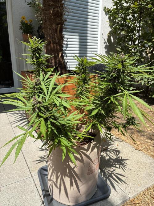 Purple Haze Auto (CCG - Sensible Seeds). Week 11