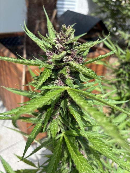 Purple Haze Auto (CCG - Sensible Seeds). Week 11