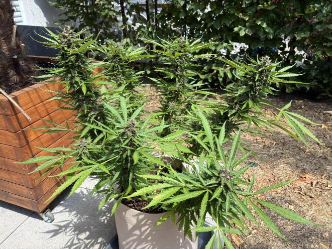 Purple Haze Auto (CCG - Sensible Seeds). Week 11