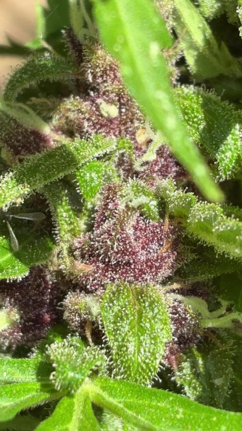Purple Haze Auto (CCG - Sensible Seeds)