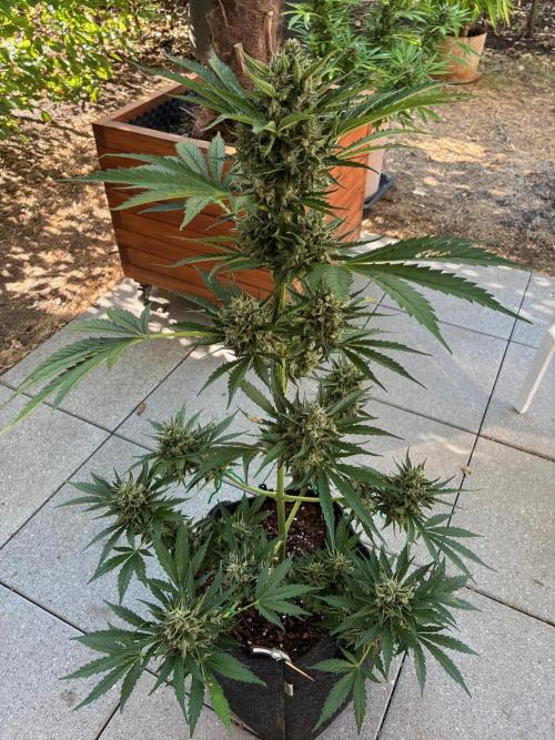 Auto Strains 2026. Week 11