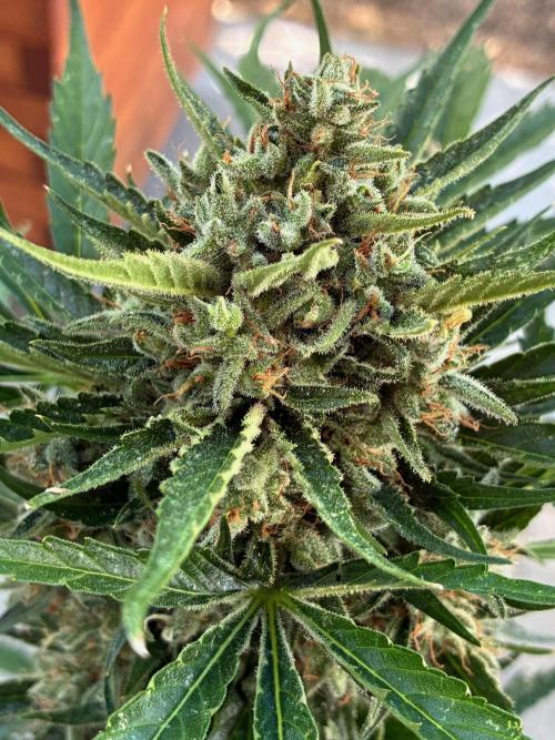 Auto Strains 2026. Week 11