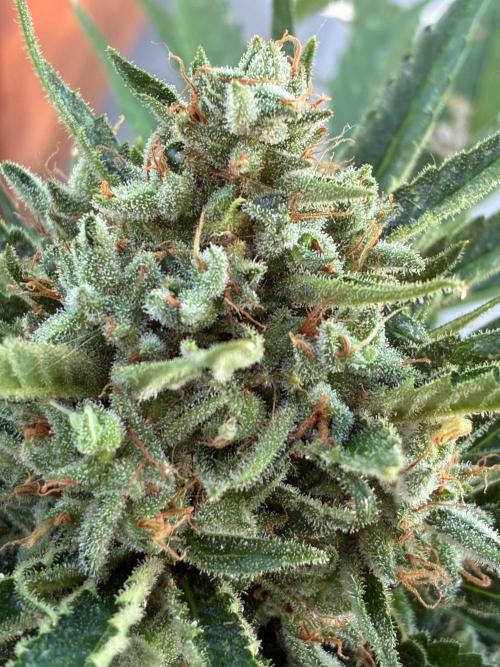 Auto Strains 2026. Week 11
