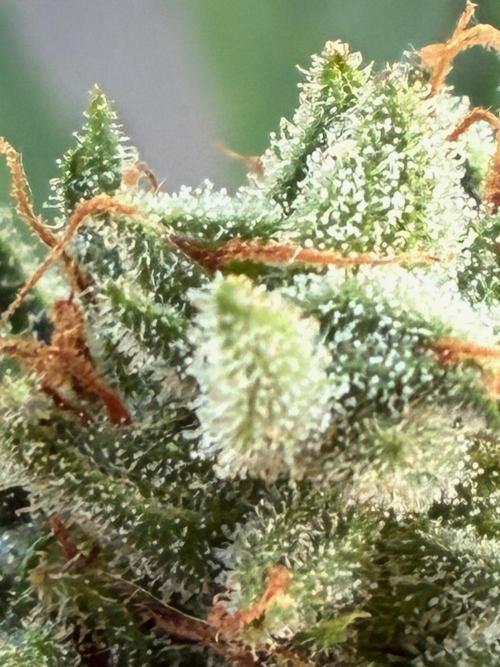 Auto Strains 2026. Week 11