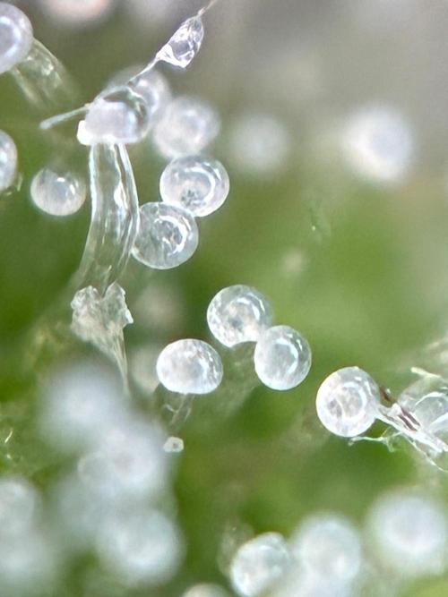 Auto Strains 2026. Week 11