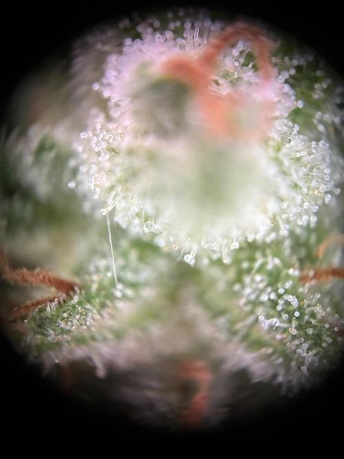 Auto Strains 2026. Week 11