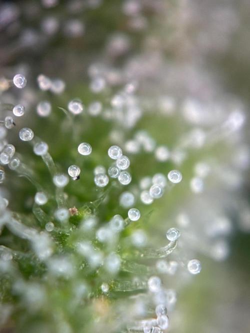 Auto Strains 2026. Week 11