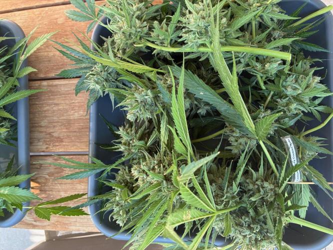Auto Strains 2026. Week 11