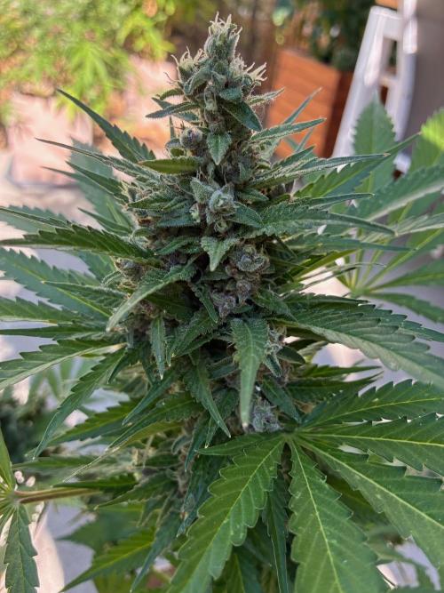 Auto Strains 2026. Week 11