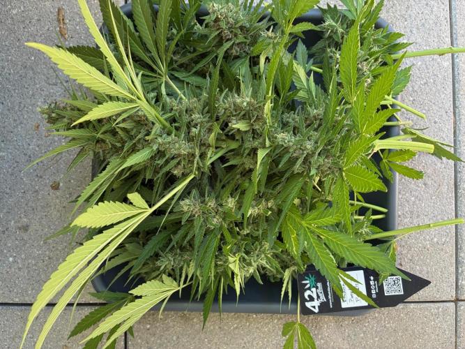 Auto Strains 2026. Week 11