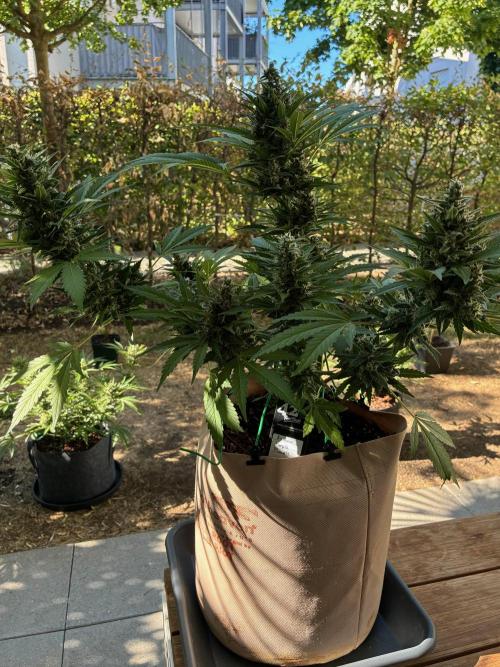 Auto Strains 2026. Week 11