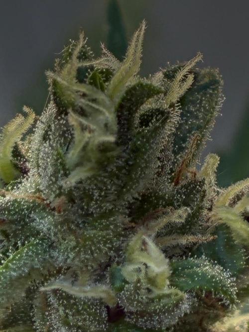 Auto Strains 2026. Week 11