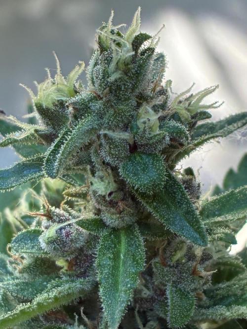 Auto Strains 2026. Week 11