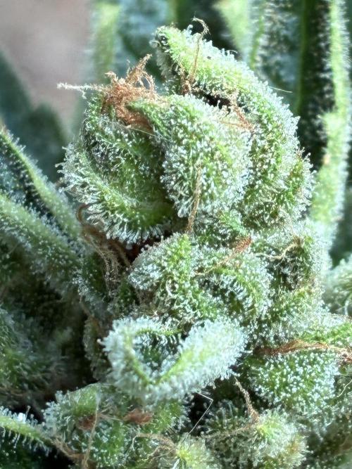 Auto Strains 2026. Week 11