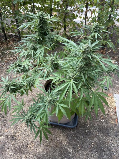 Auto Strains 2026. Week 11