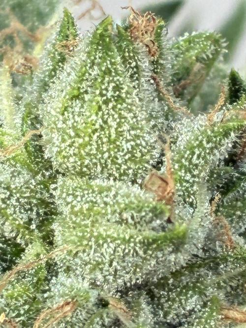 Auto Strains 2026. Week 11