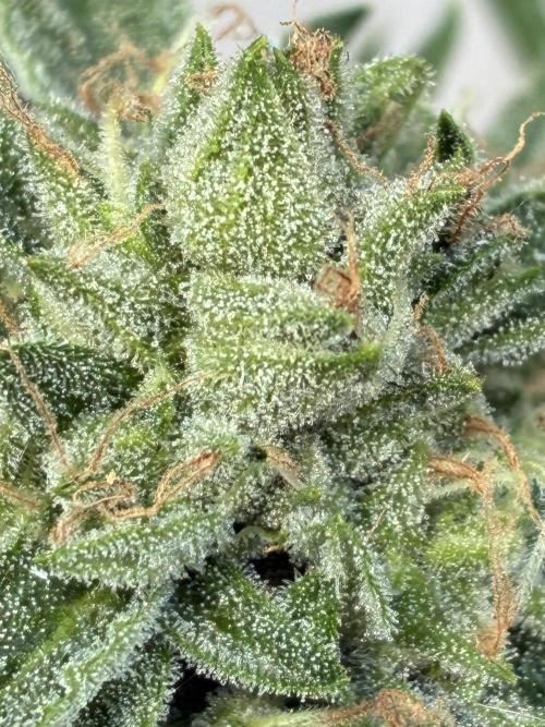 Auto Strains 2026. Week 11