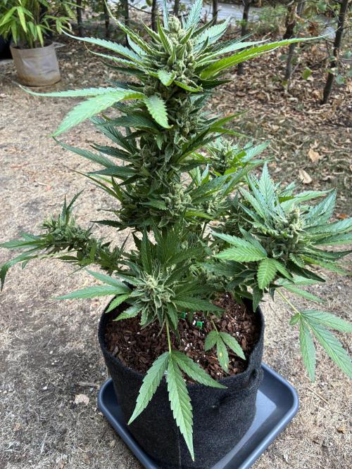 Auto Strains 2026. Week 11