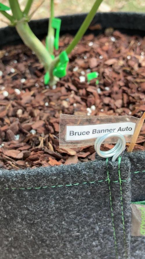 Auto Strains 2026