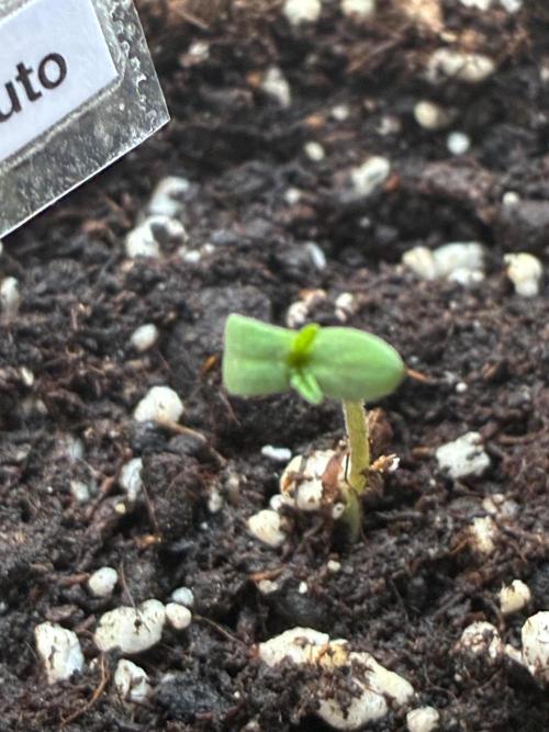Papaya Cookies Auto. Week 0