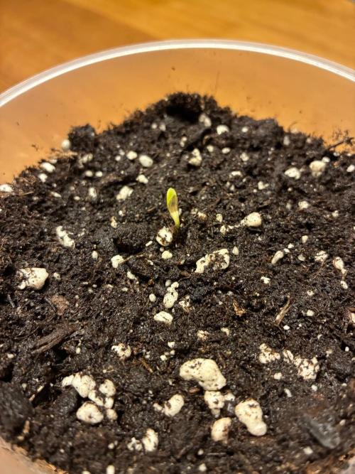 Papaya Cookies Auto. Week 0