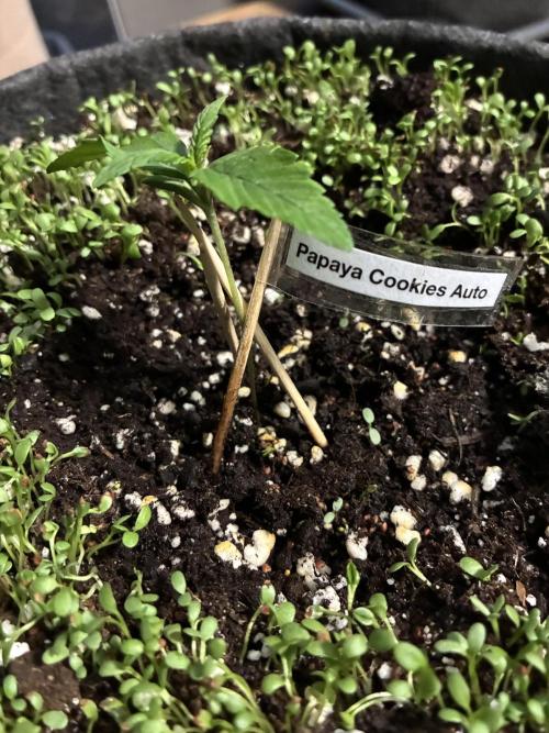 Papaya Cookies Auto. Week 1