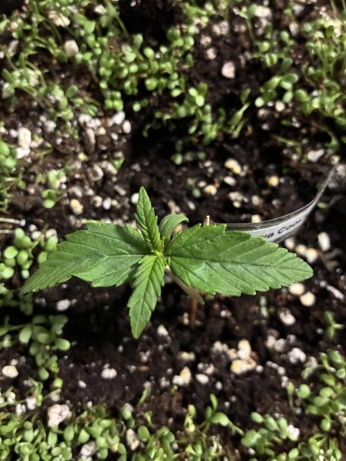 Papaya Cookies Auto. Week 1