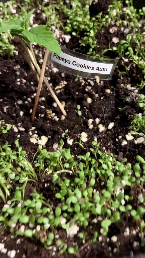 Papaya Cookies Auto