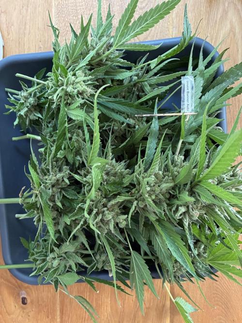Auto Strains 2026. Week 12