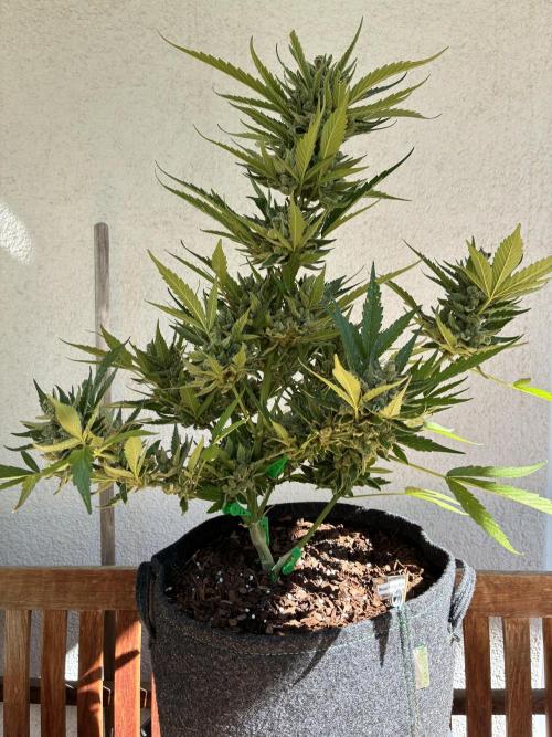 Auto Strains 2026. Week 12