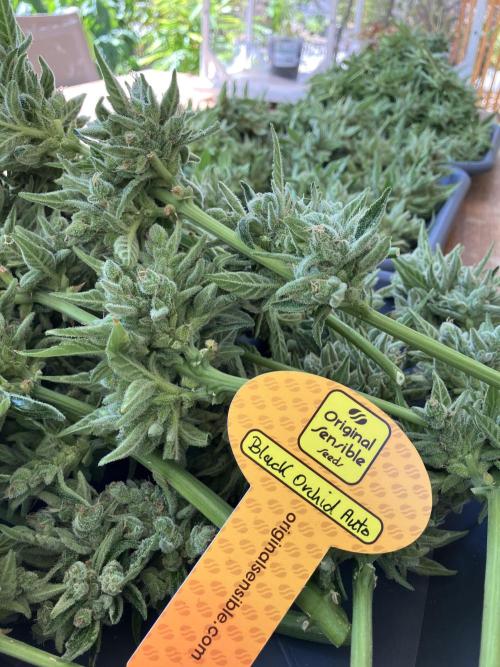 Black Orchid Auto (CCG - Sensible Seeds). Week 12