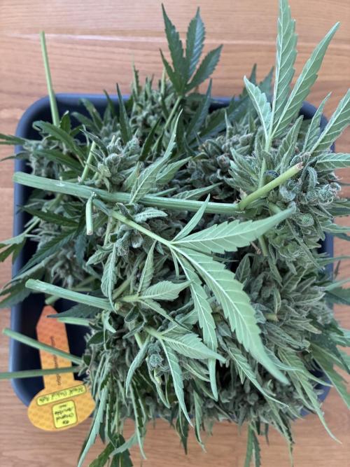 Black Orchid Auto (CCG - Sensible Seeds). Week 12