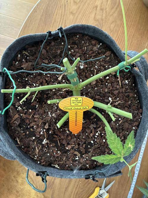 Black Orchid Auto (CCG - Sensible Seeds). Week 12