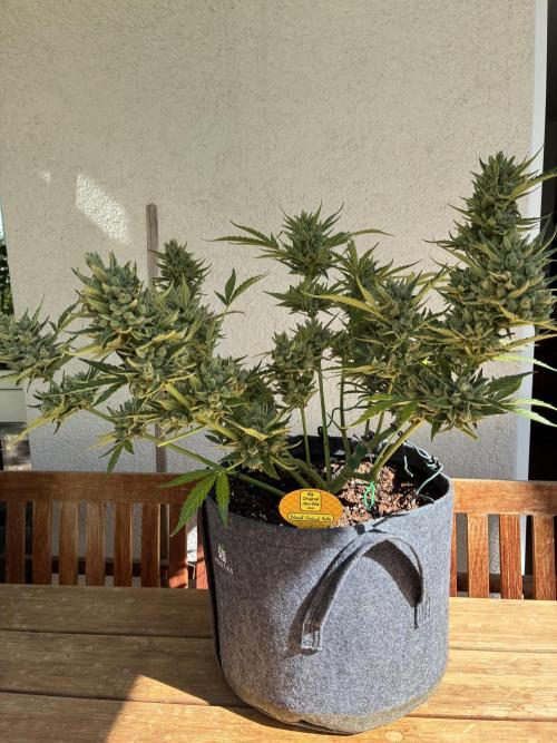 Black Orchid Auto (CCG - Sensible Seeds). Week 12