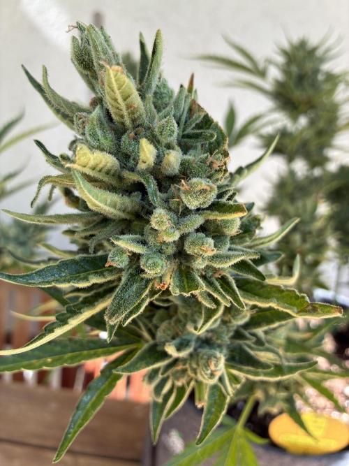 Black Orchid Auto (CCG - Sensible Seeds). Week 12