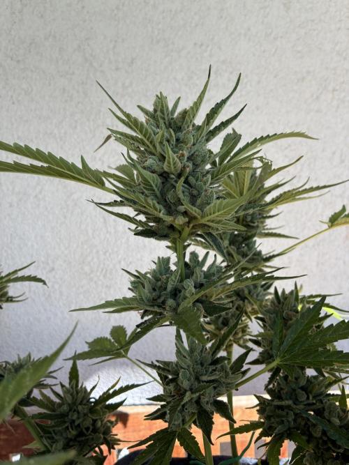 Black Orchid Auto (CCG - Sensible Seeds). Week 12